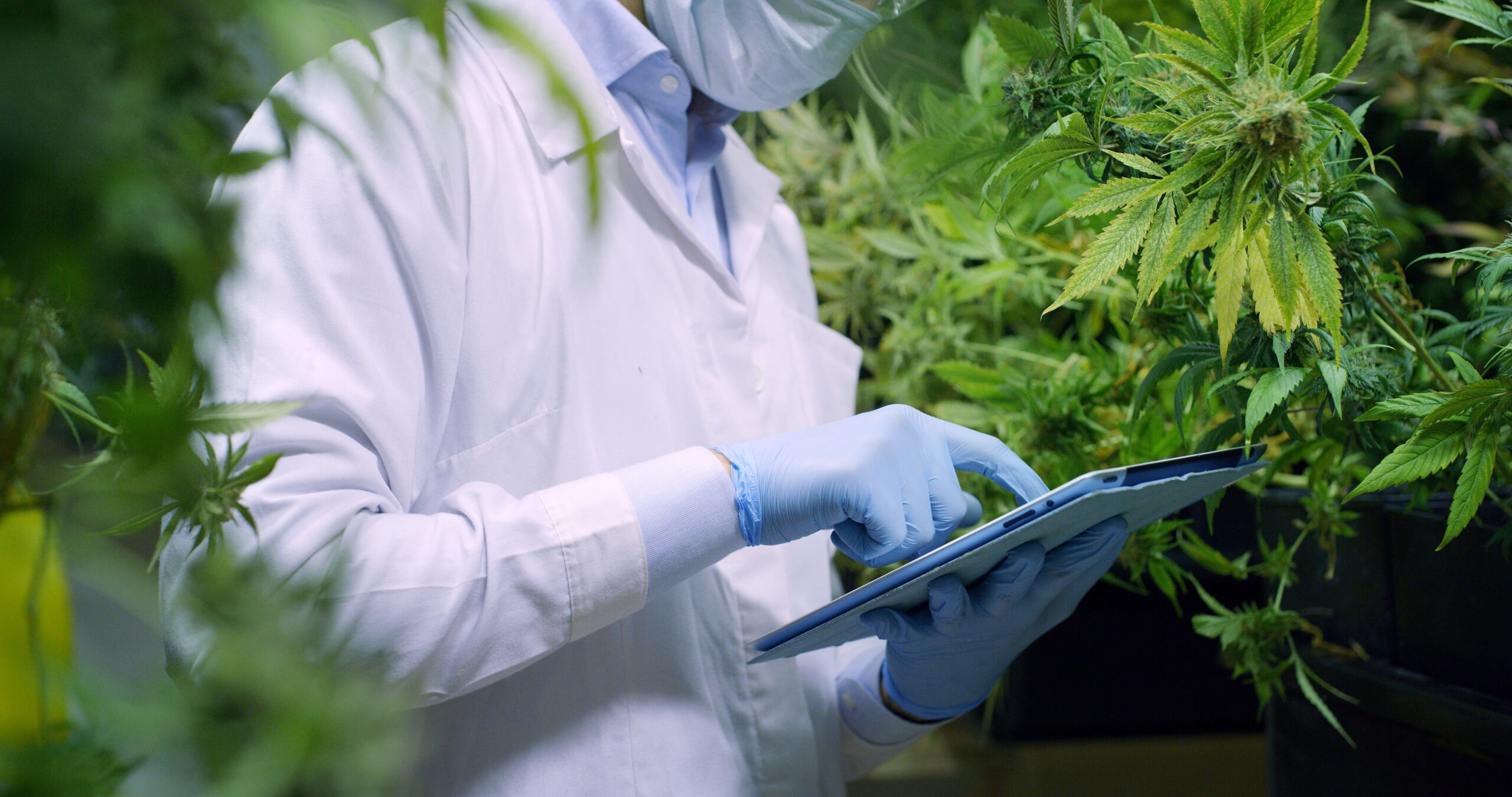 FDA Cannabis Study